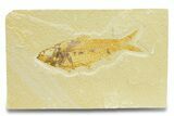 Detailed Fossil Fish (Knightia) - Wyoming #289910-1
